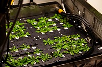 Arabidopsis thaliana plants are seen inside the growth chamber of the Advanced Plant Habitat (APH) Flight Unit No. 1 prior to harvest of half the plants. Original from NASA. Digitally enhanced by rawpixel.