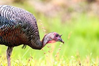 A wild turkey is seen at NASA's Kennedy Space Center in Florida. Original from NASA. Digitally enhanced by rawpixel.