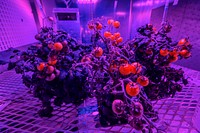 Tomato plants are growing under red and blue LED lights in a growth chamber inside a laboratory at the Space Station Processing Facility at NASA&rsquo;s Kennedy Space Center in Florida. Original from NASA. Digitally enhanced by rawpixel.