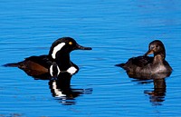 Two ducks are reflected in the waters of the Blackpoint Wildlife Drive in the Merritt Island National Wildlife Refuge. Original from NASA. Digitally enhanced by rawpixel.