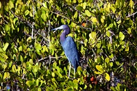 A heron stands in the Blackpoint Wildlife Drive in the Merritt Island National Wildlife Refuge. Original from NASA . Digitally enhanced by rawpixel.