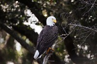 A bald eagle is perched in a tree near the Shuttle Landing Facility at NASA's Kennedy Space Center in Florida. Original from NASA. Digitally enhanced by rawpixel.