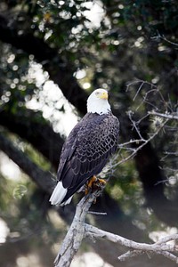 A bald eagle is perched in a tree near the Shuttle Landing Facility at NASA&#39;s Kennedy Space Center in Florida. Original from NASA . Digitally enhanced by rawpixel.