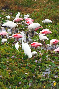 Roseate spoonbills and other birds gather at NASA&#39;s Kennedy Space Center in Florida. Original from NASA. Digitally enhanced by rawpixel.