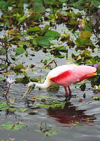 A Roseate spoonbill feeds in an area at NASA&#39;s Kennedy Space Center in Florida. Original from NASA. Digitally enhanced by rawpixel.