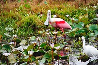 A Roseate spoonbill and another bird at NASA&#39;s Kennedy Space Center in Florida. Original from NASA . Digitally enhanced by rawpixel.