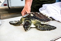 Sea turtle release after the cold weather. Original from NASA. Digitally enhanced by rawpixel.