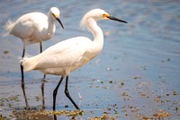 Snowy egrets wade through a pond for their food at a pond near Kennedy Space Center. Original from NASA. Digitally enhanced by rawpixel.