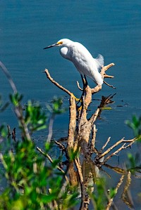 A snowy egret perches on dead limbs in the Indian River near Kennedy Space Center. Original from NASA . Digitally enhanced by rawpixel.