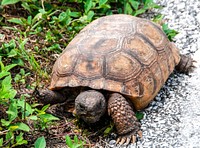 A gopher tortoise searches for food at the edge of a road near Launch Pad 39A. Original from NASA . Digitally enhanced by rawpixel.