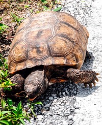 A gopher tortoise searches for food at the edge of a road near Launch Pad 39A. Original from NASA. Digitally enhanced by rawpixel.