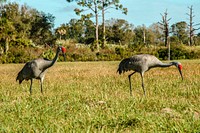 A pair of Sandhill cranes search for food on the grounds. Original from NASA. Digitally enhanced by rawpixel.