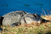 An alligator suns itself on the bank of a pond. Original from NASA. Digitally enhanced by rawpixel.