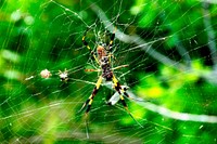A large web supports this female Golden-silk Spider, along with the considerably smaller male in front of her. Original from NASA . Digitally enhanced by rawpixel.