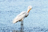 A great egret preens its feathers while standing in the shallow water of a pond in the Merritt island National Wildlife Refuge. Original from NASA. Digitally enhanced by rawpixel.