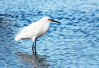 A snowy egret stands in the shallow water of a pond in the Merritt island National Wildlife Refuge. Original from NASA . Digitally enhanced by rawpixel.