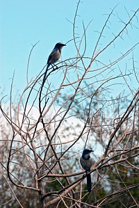 Scrub jays scan their territory from a bush at NASA&#39;s Kennedy Space Center in Florida. Original from NASA . Digitally enhanced by rawpixel.
