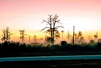 Fog blankets the woods near a road in the Merritt Island National Wildlife Refuge at NASA&#39;s Kennedy Space Center in Florida. Original from NASA . Digitally enhanced by rawpixel.