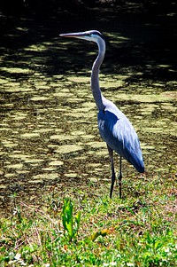 A tall Great Blue Heron warily eyes its surroundings while standing in the shallow water behind the NASA News Center at NASA&#39;s Kennedy Space Center in Florida. Original from NASA. Digitally enhanced by rawpixel.