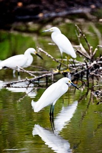 Snowy egrets gather in water on NASA's Kennedy Space Center in Florida. Original from NASA . Digitally enhanced by rawpixel.