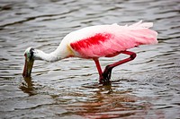 Scarlet-feathered roseate spoonbill feeds in the water. Original from NASA . Digitally enhanced by rawpixel.