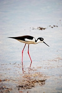 A black-necked stilt searches the shallow water for food at NASA&#39;s Kennedy Space Center in Florida. Original from NASA. Digitally enhanced by rawpixel.