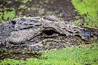 An alligator waits for a prospective meal. Original from NASA. Digitally enhanced by rawpixel.