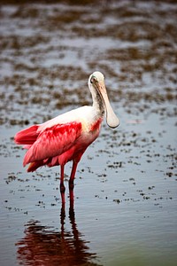 Scarlet-feathered roseate spoonbill eyes the camera during its search for food. Original from NASA. Digitally enhanced by rawpixel.