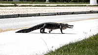 Taking a mid-day stroll, an alligator crosses the Saturn Causeway at NASA&#39;s Kennedy Space Center in Florida. Original from NASA . Digitally enhanced by rawpixel.