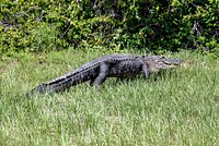 Taking a mid-day stroll, an alligator heads for the woods after crossing the Saturn Causeway at NASA&#39;s Kennedy Space Center in Florida. Original from NASA. Digitally enhanced by rawpixel.