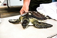 A juvenile green sea turtle is prepared for its release into the waters of the Banana River at NASA's Kennedy Space Center in Florida. Original from NASA . Digitally enhanced by rawpixel.