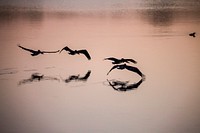 Brown pelicans search for fish in brackish water at NASA&#39;s Kennedy Space Center in Florida around dawn. Original from NASA . Digitally enhanced by rawpixel.