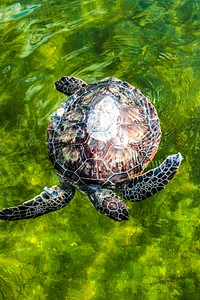 An endangered green sea turtle is released into the Mosquito Lagoon. Original from NASA. Digitally enhanced by rawpixel.