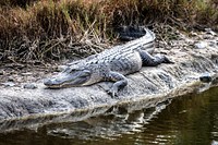 A gator sunbathes just north of the Shuttle Landing Facility at NASA&#39;s Kennedy Space Center in Florida. Original from NASA. Digitally enhanced by rawpixel.