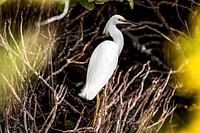 A great white egret is perched in some brush just north of the Shuttle Landing Facility at NASA&#39;s Kennedy Space Center in Florida. Original from NASA . Digitally enhanced by rawpixel.