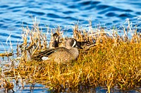 Two blue-wing teals rest in the grass beside one of the many bodies of water at NASA&#39;s Kennedy Space Center in Florida. Original from NASA . Digitally enhanced by rawpixel.