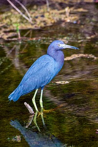 A little blue heron wades in the shallows at water&#39;s edge. Original from NASA. Digitally enhanced by rawpixel.
