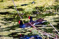 Two common gallinules swim through the algae-covered water of a pond at NASA&#39;s Kennedy Space Center in Florida. Original from NASA . Digitally enhanced by rawpixel.
