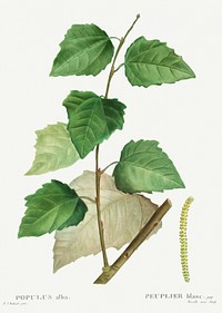 White poplar (Populus alba) from Trait&eacute; des Arbres et Arbustes que l&rsquo;on cultive en France en pleine terre (1801&ndash;1819) by <a href="https://www.rawpixel.com/search/Redout%C3%A9?sort=curated&amp;page=1">Pierre-Joseph Redout&eacute;</a>. Original from the New York Public Library. Digitally enhanced by rawpixel.