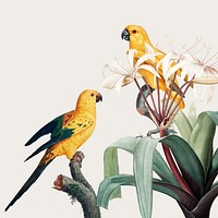 Macaw in a tropical vintage illustration