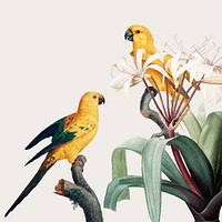 Macaw in a tropical vintage illustration