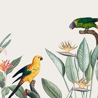 Macaw parrots png bborder frame 