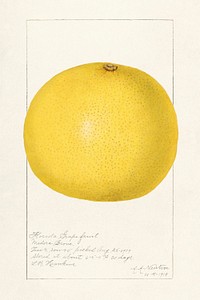 Vintage grapefruit illustration mockup. Digitally enhanced illustration from U.S. Department of Agriculture Pomological Watercolor Collection. Rare and Special Collections, National Agricultural Library.