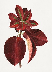 Vintage chokecherry leaves illustration. Digitally enhanced illustration from U.S. Department of Agriculture Pomological Watercolor Collection. Rare and Special Collections, National Agricultural Library.