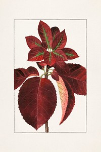 Vintage chokecherry leaves illustration mockup. Digitally enhanced illustration from U.S. Department of Agriculture Pomological Watercolor Collection. Rare and Special Collections, National Agricultural Library.