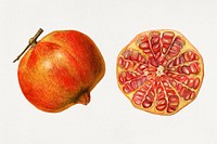 Vintage pomegranates illustration mockup. Digitally enhanced illustration from U.S. Department of Agriculture Pomological Watercolor Collection. Rare and Special Collections, National Agricultural Library.