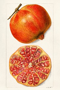 Pomegranates (Punica Granatum) by Amanda Almira Newton (ca. 1860&ndash;1943). Original from U.S. Department of Agriculture Pomological Watercolor Collection. Rare and Special Collections, National Agricultural Library. Digitally enhanced by rawpixel.