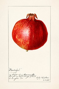 Pomegranates (Punica Granatum) (1920) by Amanda Almira Newton. Original from U.S. Department of Agriculture Pomological Watercolor Collection. Rare and Special Collections, National Agricultural Library. Digitally enhanced by rawpixel. <br /> 
