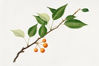 Vintage pear twig illustration mockup. Digitally enhanced illustration from U.S. Department of Agriculture Pomological Watercolor Collection. Rare and Special Collections, National Agricultural Library.