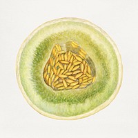 Vintage melon illustration. Digitally enhanced illustration from U.S. Department of Agriculture Pomological Watercolor Collection. Rare and Special Collections, National Agricultural Library.